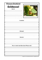 Pflanzensteckbrief-Goldnessel.pdf